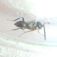 Encyrtidae