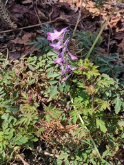 Corydalis edulis