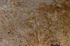 Membranipora rustica