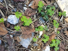 Oxalis debilis