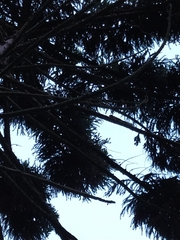 Callosciurus erythraeus