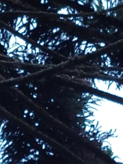 Callosciurus erythraeus