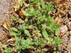 Sedum sarmentosum