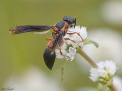 Montezumia nigriceps