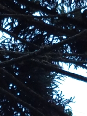 Callosciurus erythraeus