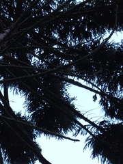 Callosciurus erythraeus