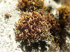 Schistidium papillosum