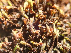 Schistidium papillosum