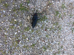 Physomeloe corallifer