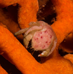 Pseudodromia latens