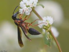 Montezumia nigriceps