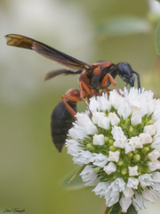 Montezumia nigriceps