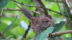 Poodytes punctatus vealeae