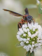 Montezumia nigriceps