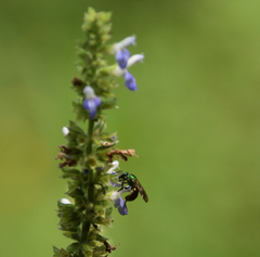 Augochloropsis ignita