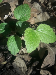 Lamium galeobdolon