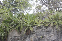 Agave mitis