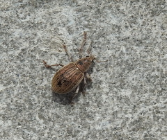 Sciaphobus squalidus
