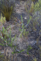 Melaleuca diosmifolia