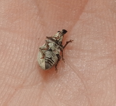 Sciaphobus squalidus