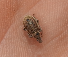 Sciaphobus squalidus