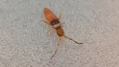 Entomobrya nigrocincta