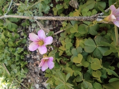 Oxalis debilis