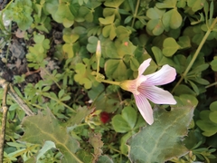 Oxalis debilis