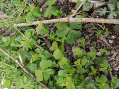 Oxalis debilis