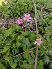 Oxalis debilis