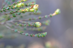 Stylapterus fruticulosus