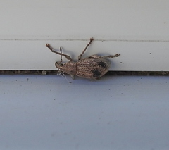 Sciaphobus squalidus