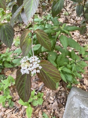 Viburnum