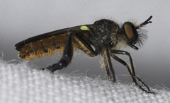 Holopogon chalcogaster