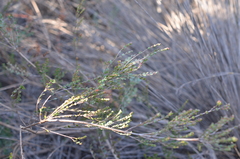 Stylapterus fruticulosus