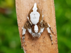 Oxyopes flavipalpis