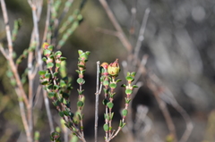 Stylapterus fruticulosus