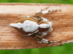 Oxyopes flavipalpis