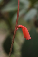 Polianthes geminiflora