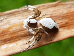 Oxyopes flavipalpis