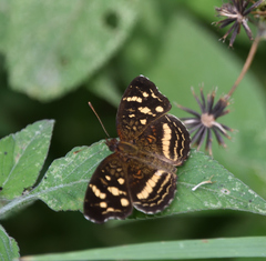 Anthanassa drusilla lelex