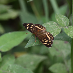 Anthanassa drusilla lelex