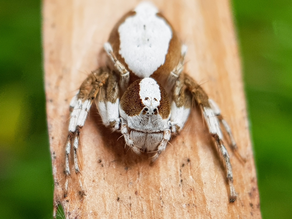 Lynx Spiders