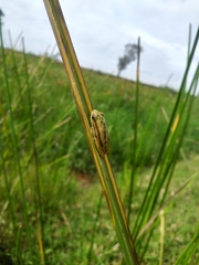 Hyperolius viridiflavus