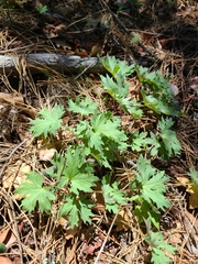 Cacaliopsis nardosmia