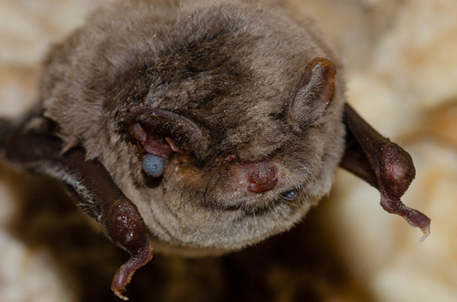 Schreibers' Long-fingered Bat