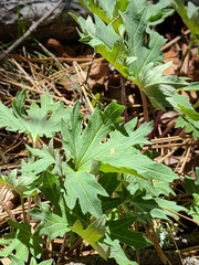 Cacaliopsis nardosmia