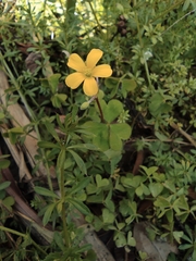 Oxalis corniculata