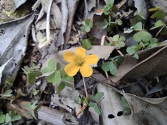Oxalis corniculata