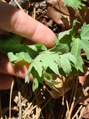 Cacaliopsis nardosmia